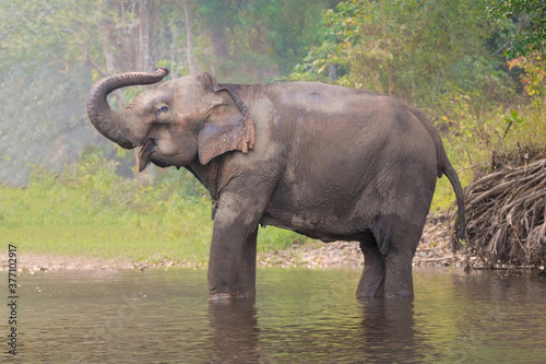 Asian Elephant in a natural river at deep forest, Thailand