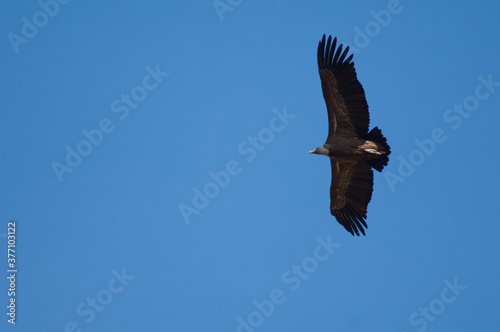 Griffon vulture Gyps fulvus flying in Revilla. Pyrenees. Huesca. Aragon. Spain. © Víctor