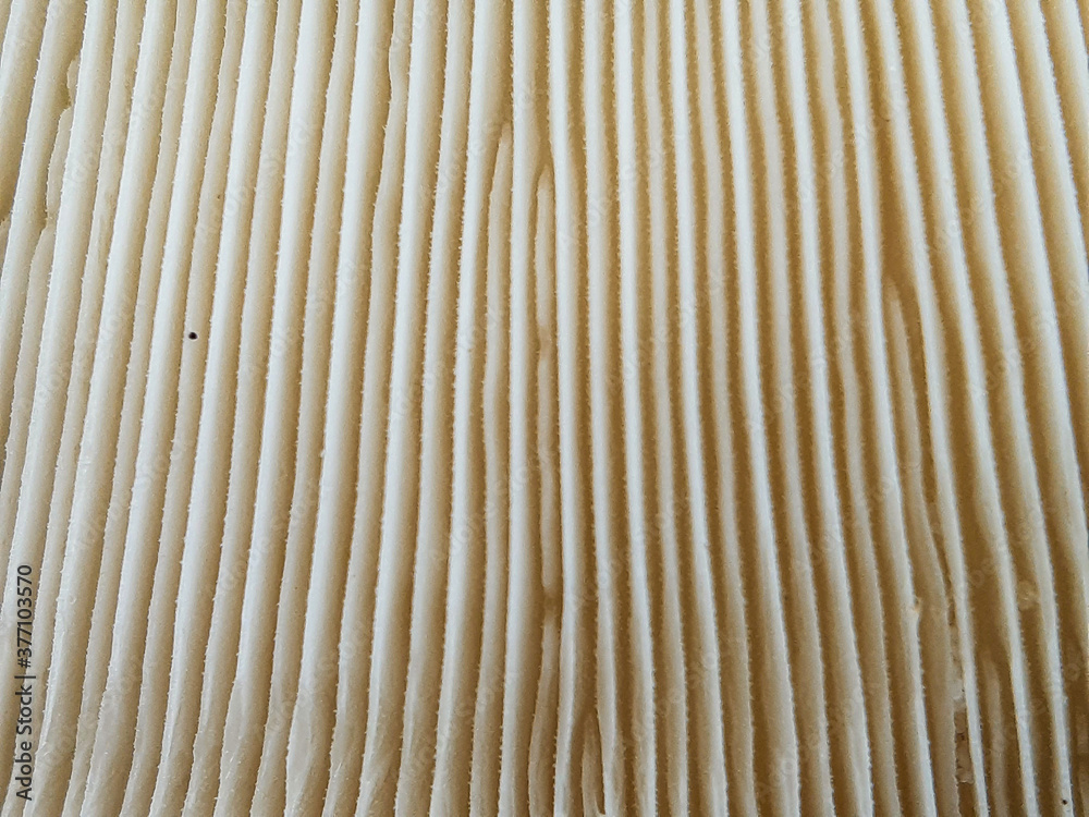 Fototapeta premium A picture of artificial mushroom cultivation.