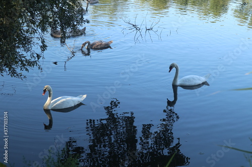 Swans on the lake
