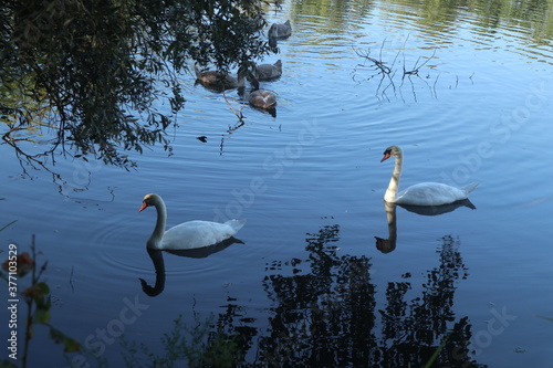 2 white swans on the lake