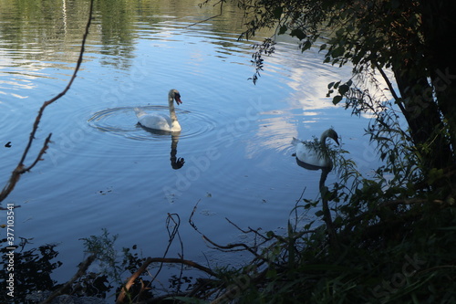Swans on the lake