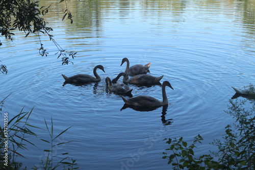 Swans on the lake