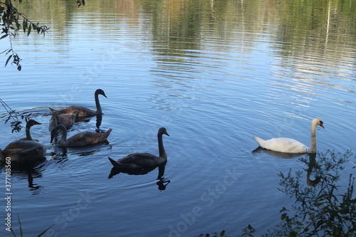 Family of swans