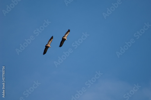 Pair of griffon vultures Gyps fulvus in flight. Revilla. Pyrenees. Huesca. Aragon. Spain.