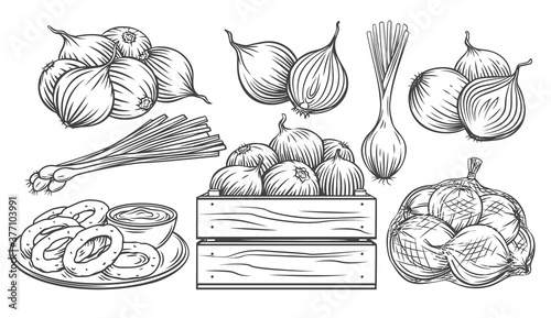 Onion outline drawn monochrome icon