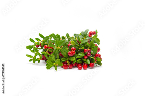 Lingonberry bushes on a white background.