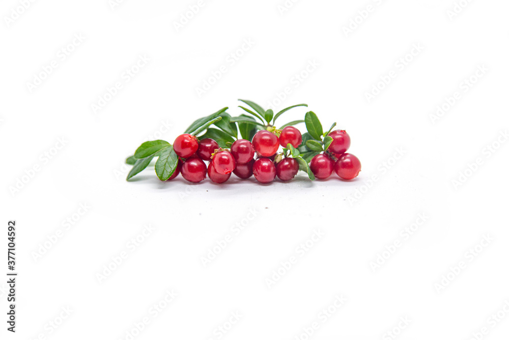 Lingonberry berries on a white background. Lingonberry berries on a white background.