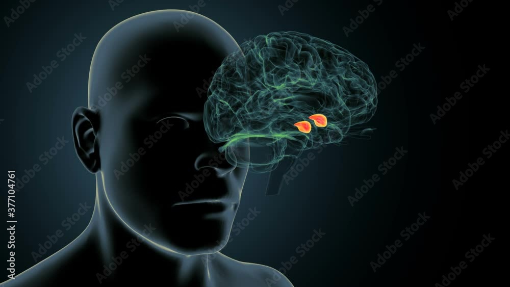 3d render of human brain amygdala body.