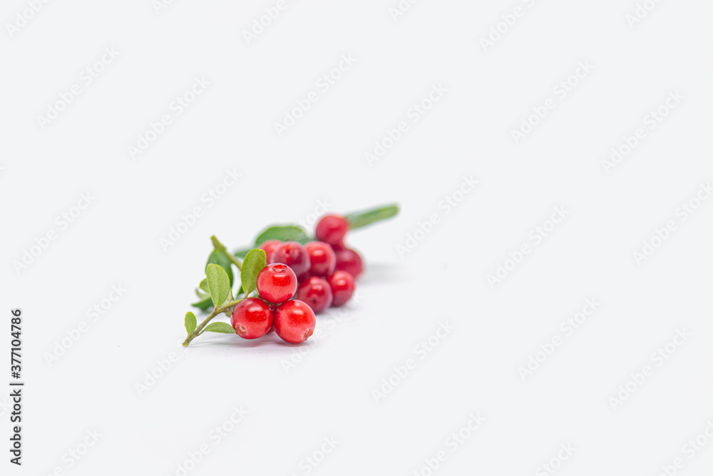 Lingonberry berries on a white background. Lingonberry berries on a white background.