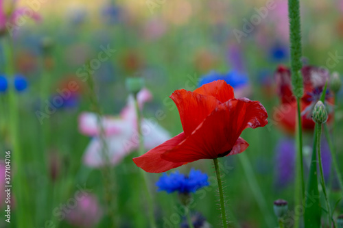Slika na platnu agriculture, american legion, armed forces, background, beautiful, beauty, bloom