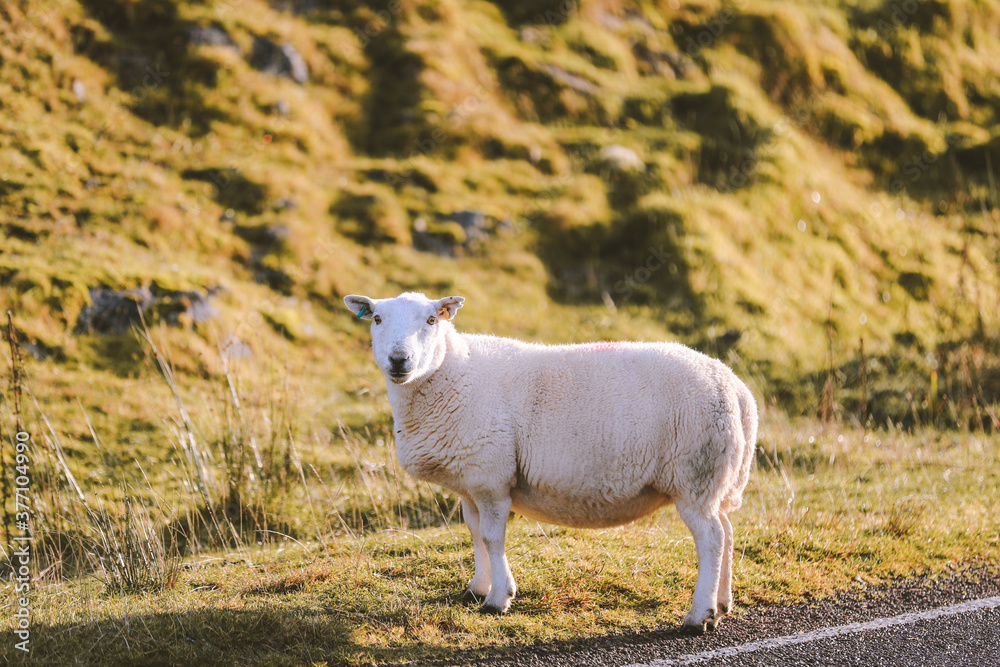 Sheep by the road, Tornapress, Scottish highlands Sheep by the road, Tornapress, Scottish highlands