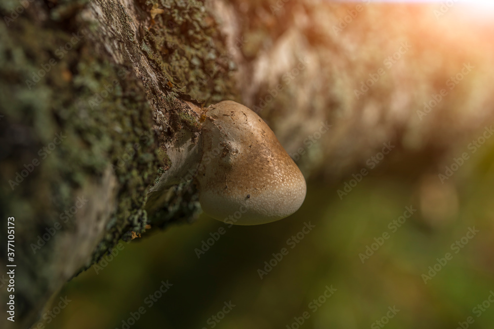 Mushrooms on a tree trunk in the forest.