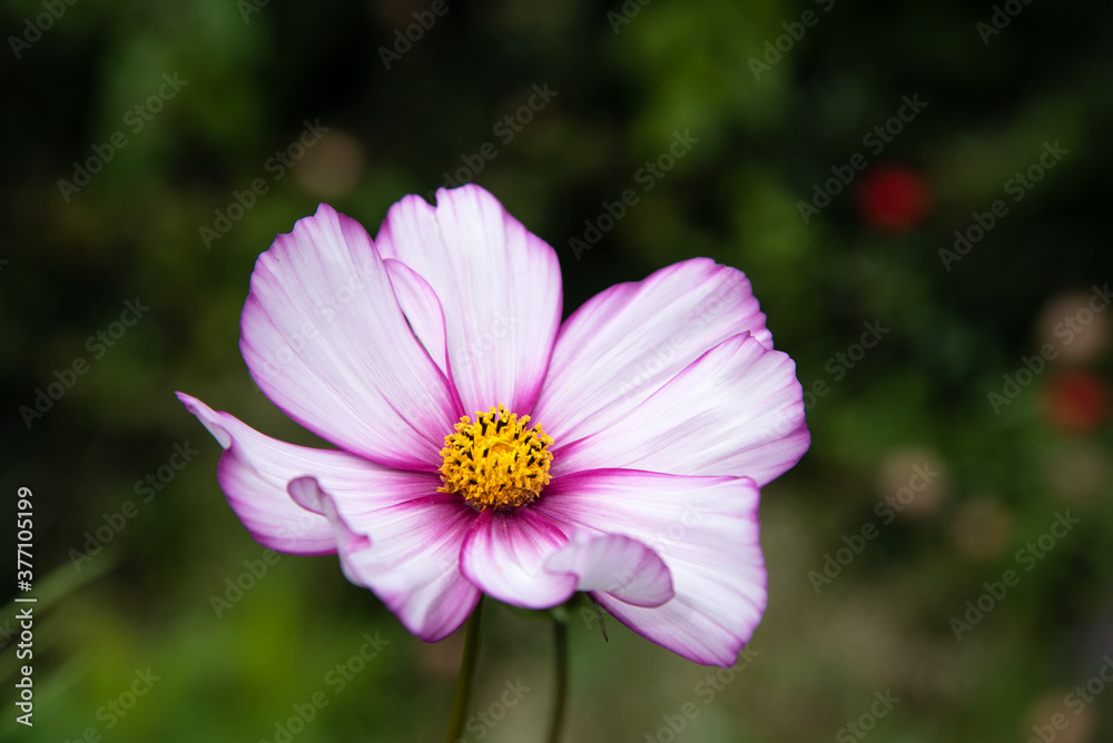 Cosmos bipinnatus or Mexican aster Cosmos bipinnatus or Mexican aster