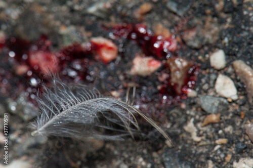 Feather and blood of song thrush Turdus philomelas. Dead specimen  run over. Guara mountains. Huesca. Aragon. Spain.