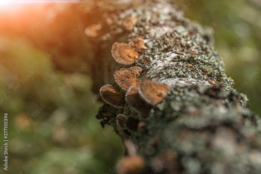 Obraz premium Mushrooms on a tree trunk in the forest.