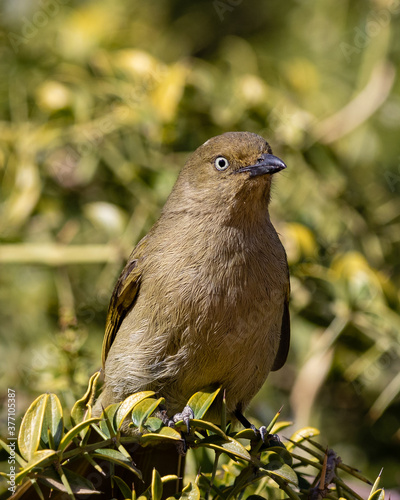 a sombre greenbul on a branch