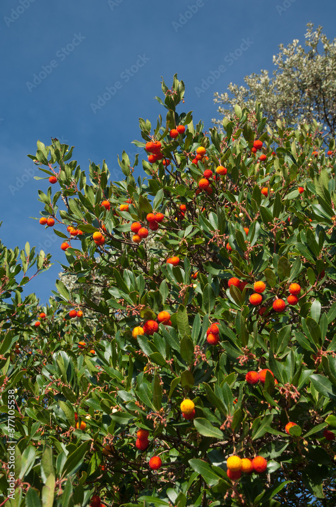 Strawberry tree with fruits in the Guara mountains. Huesca. Aragon. Spain.