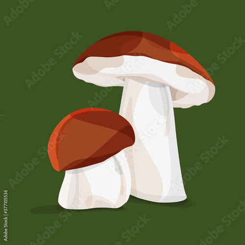 Two brown autumn forest mushroom on a dark green background. Vector file.