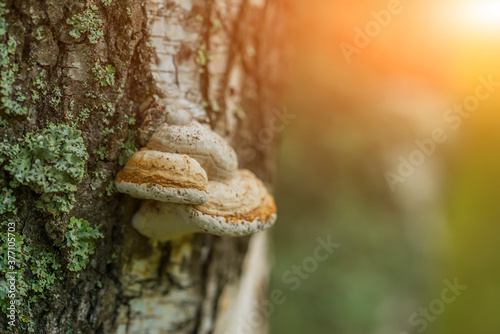 Mushrooms on a tree trunk in the forest.