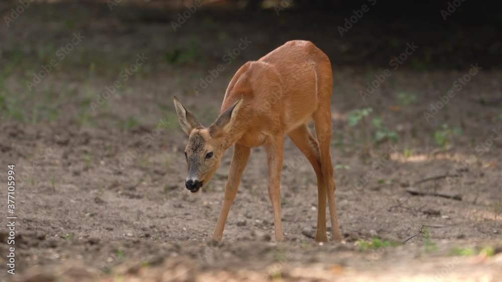 Roebuck feeding in the forest