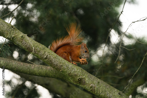 rotes Eichhörnchen isst eine Nuss, Walnuss, Nagetier beim fressen, 