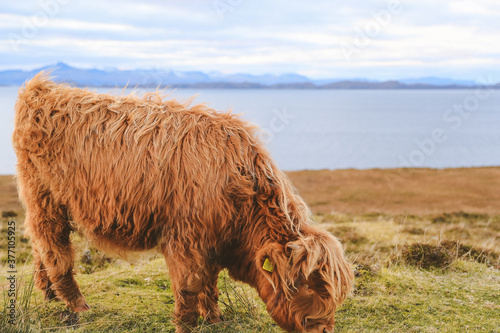 Highland cattle in winter, Kalnakill, Scottish highlands photo