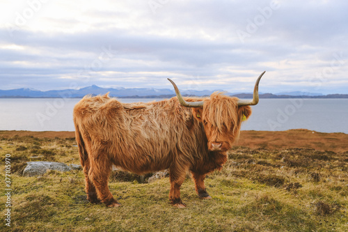 Highland cattle in winter, Kalnakill, Scottish highlands photo