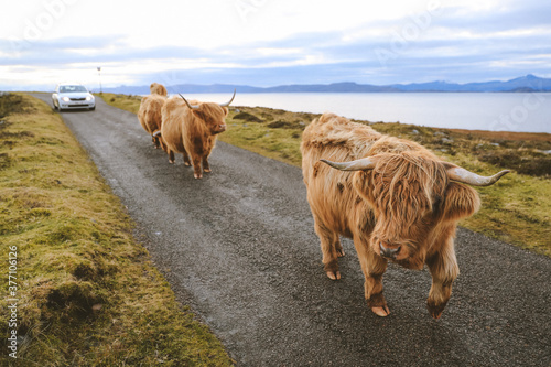 Highland cattle on Country road, Kalnakill, Scottish highlands photo