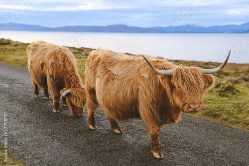 Highland cattle on Country road, Kalnakill, Scottish highlands photo