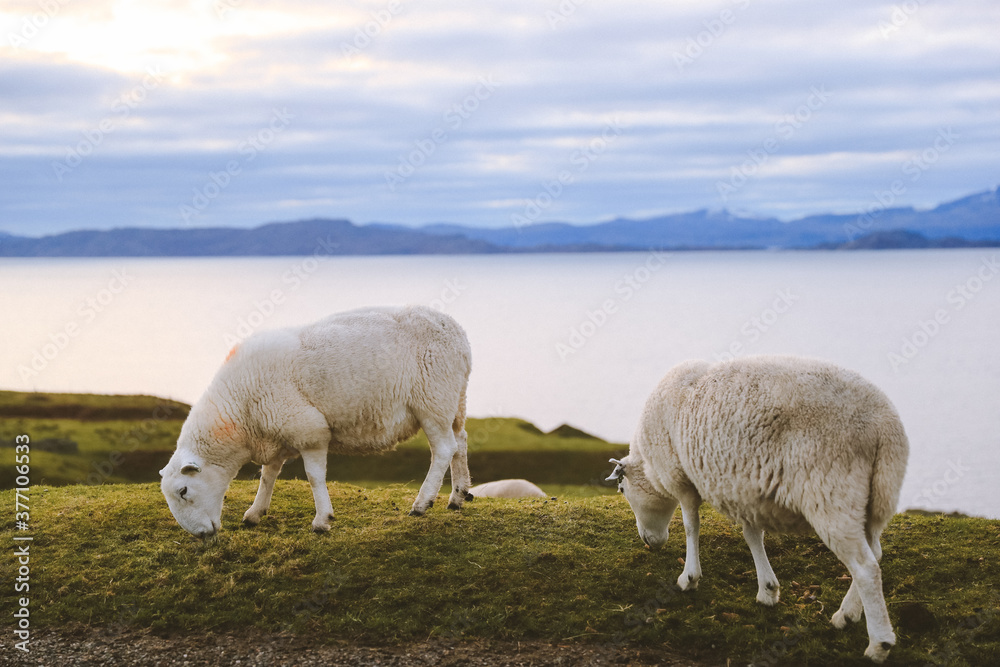 Sheep by the sea in winter, Kalnakill, Scottish highlands Sheep by the sea in winter, Kalnakill, Scottish highlands