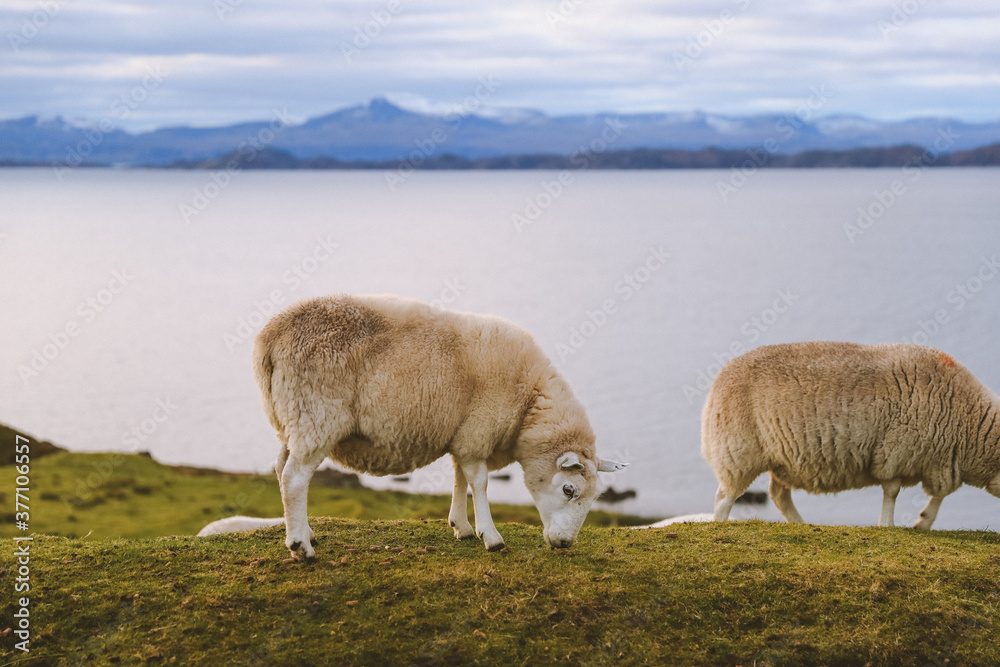 Sheep by the sea in winter, Kalnakill, Scottish highlands
