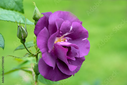 Rose rhapsody in blue blossom in the garden