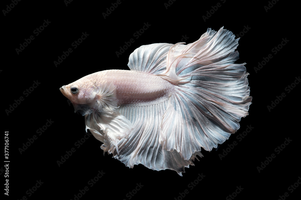 Betta fish,Siamese fighting fish in movement isolated on black background. Betta fish,Siamese fighting fish in movement isolated on black background.