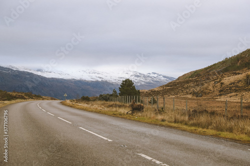 Deer by the road, Scottish highlands