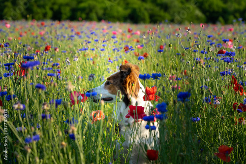 Red and pink poppies with blue cornflower planted in a field for remembrance and for PTSD, suicide awareness, salute to military and fallen heroes. Selective focus, bokeh. English Shepherd service dog