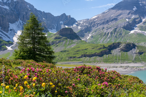 Alpine flowers © Andrew