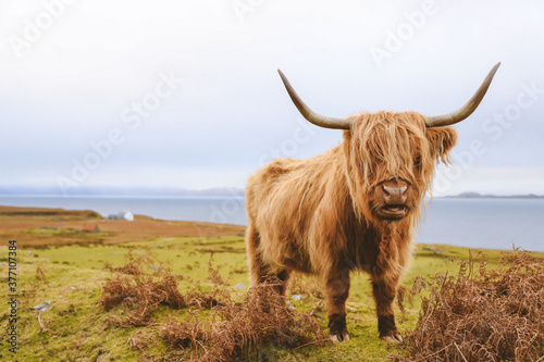 Highland cattle in winter, Kalnakill, Scottish highlands