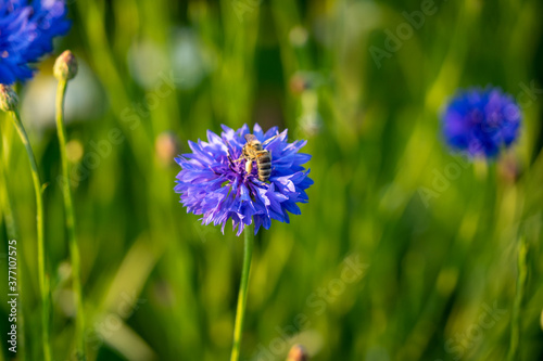 Centaurea cyanus, commonly known as cornflower or bachelor's button with a pollinating bee and selective focus / bokeh spring / summer flowers