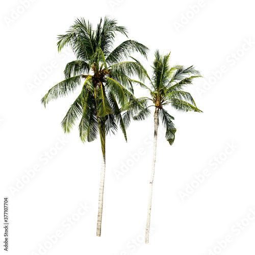 Isolate coconut tree on the white background.