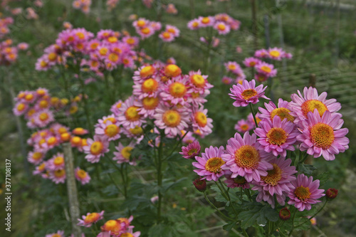 Changhua Tianwei Chrysanthemum Field Taiwan