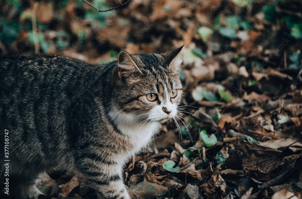 Beautiful cat hunting on dry leaves background in autumn garden