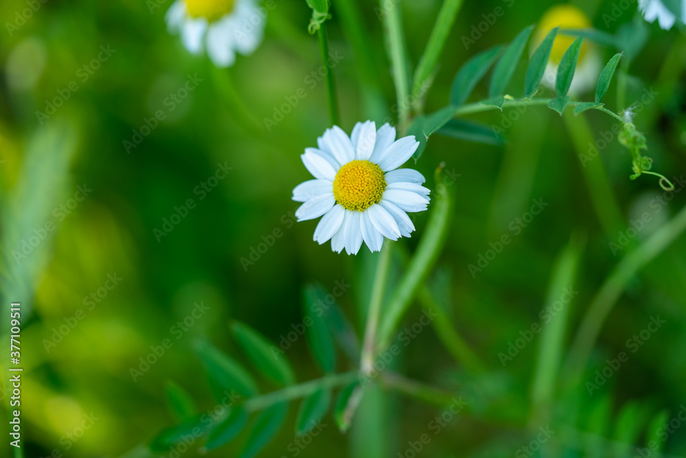 Macro / close up of white daisy with yellow center and selective focus / bokeh background.