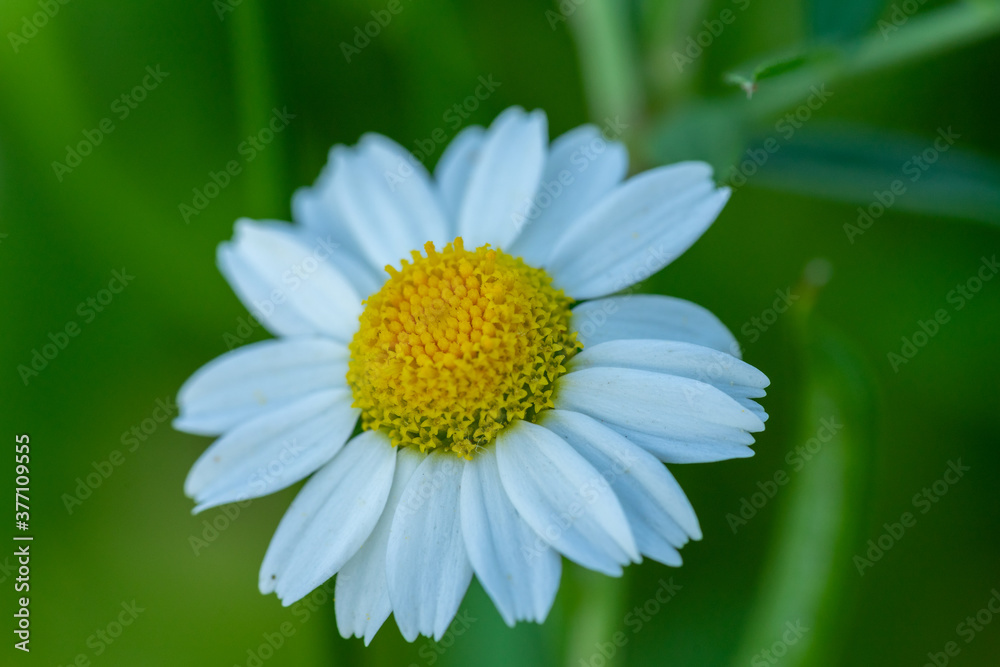 Macro / close up of white daisy with yellow center and selective focus / bokeh background. Macro / close up of white daisy with yellow center and selective focus / bokeh background.