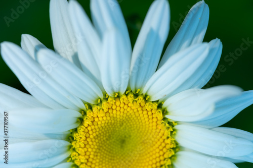 Macro   close up of white daisy with yellow center and selective focus   bokeh background.