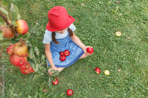 Little girl in a red hat collects apples from the grass in her apron sitting on the grass © Maryana