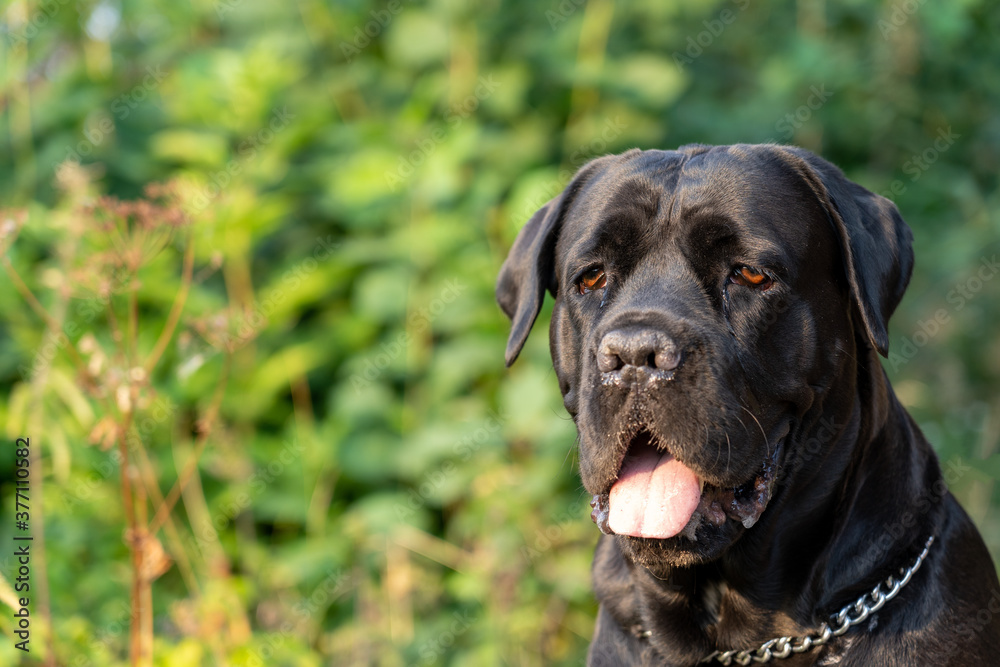 Portrait of black young Cane Corso female dog with blurred nature background. Selective focus.