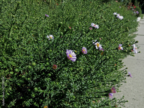 Many violet New York asters among green plant bushes along the road in autumn     