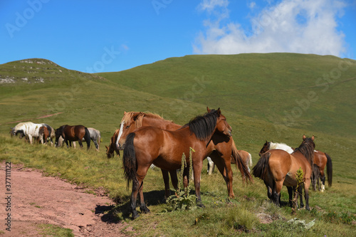 Horses in the mountains. Semi-wild horses on Stara Planina(Old mountain). Old mountain in Eastern Serbia.