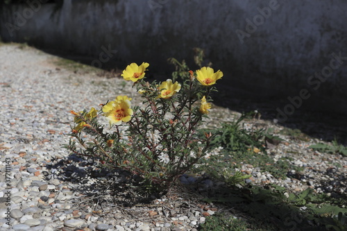 Yellow flower blooming from a pebble's ground